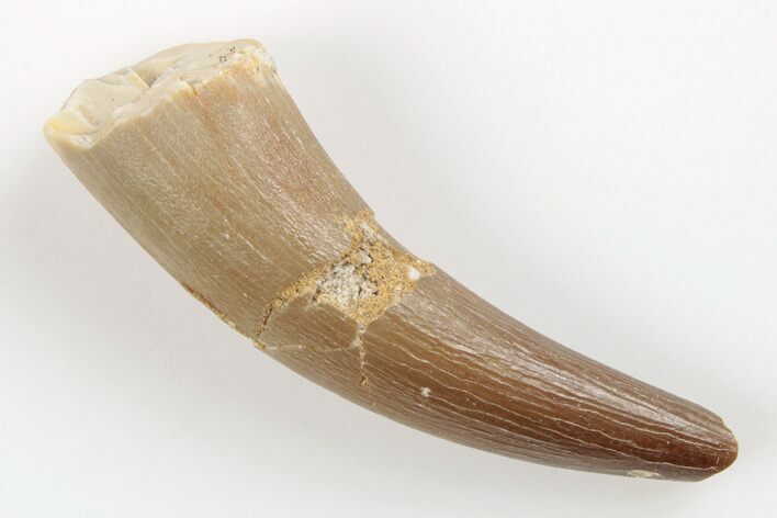 1.8" Fossil Plesiosaur (Zarafasaura) Tooth - Morocco